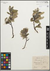 Foto von Salix glauca L.